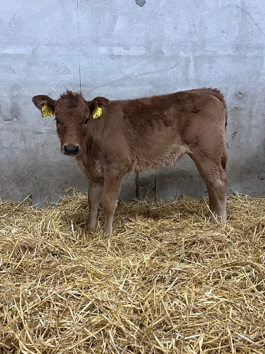 2 Hereford & Limousine Heifer Calves - Image 2