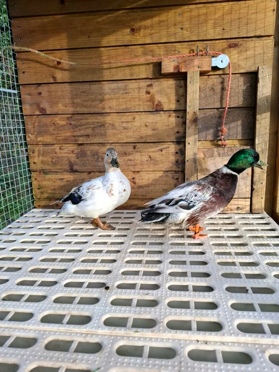 Call ducks call ducks pens - Image 3