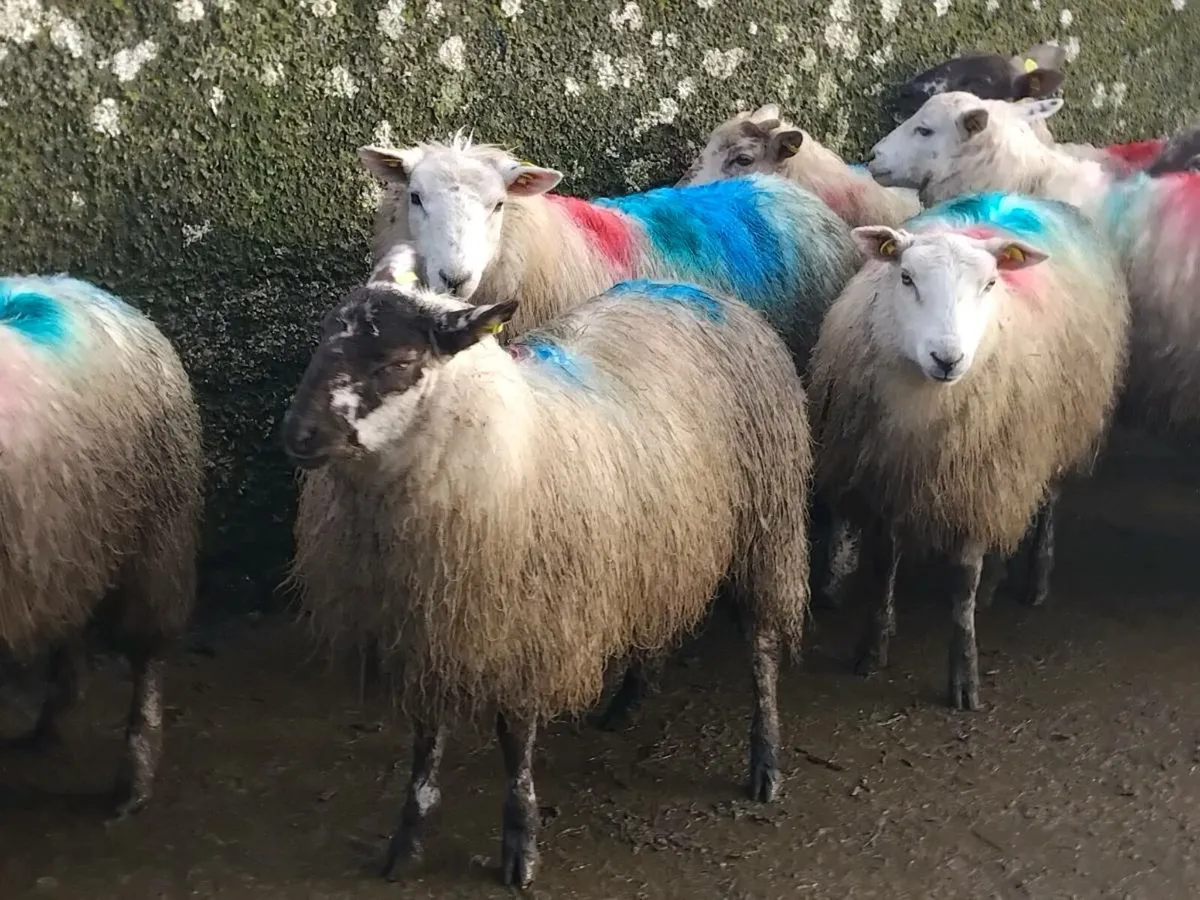 20 Texel Ewe Lamb's - Image 2