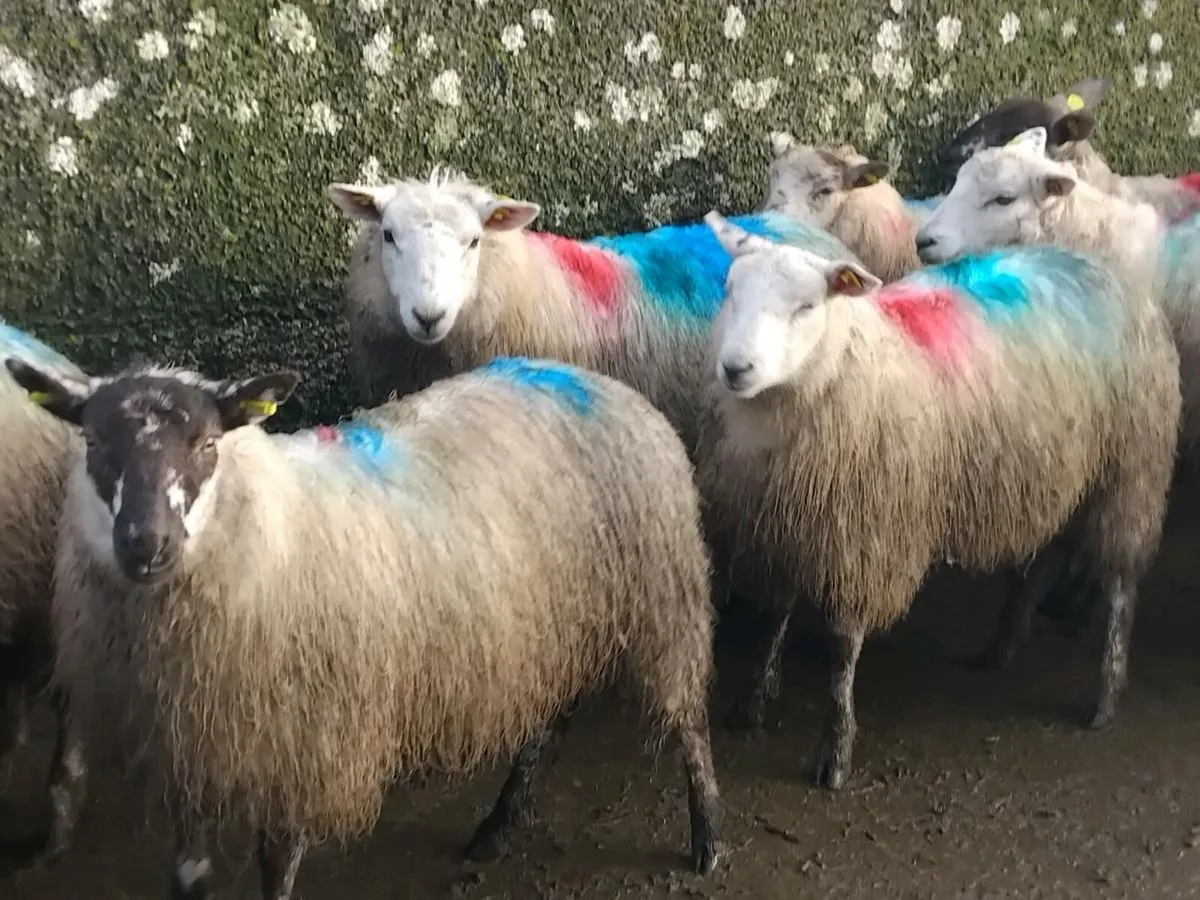 20 Texel Ewe Lamb's - Image 1
