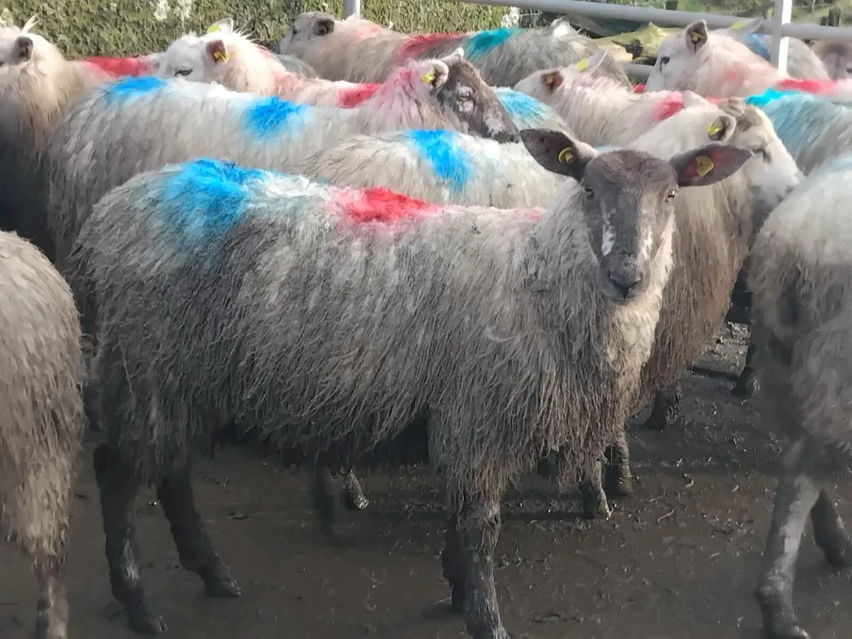 20 Texel Ewe Lamb's - Image 3