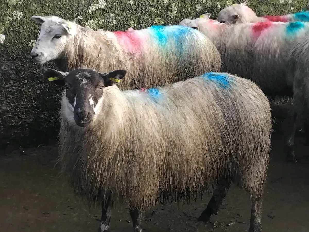 20 Texel Ewe Lamb's - Image 4