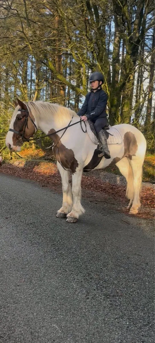 🍀Daisy 15.2 10yr old cob mare🍀 - Image 1