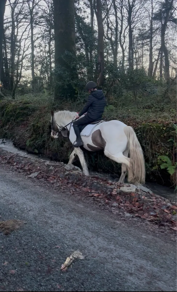🍀Daisy 15.2 10yr old cob mare🍀 - Image 2