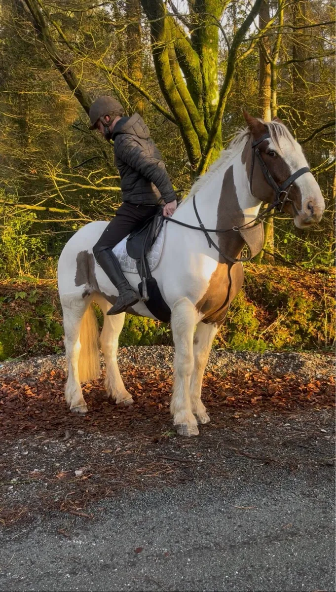 🍀Daisy 15.2 10yr old cob mare🍀 - Image 3