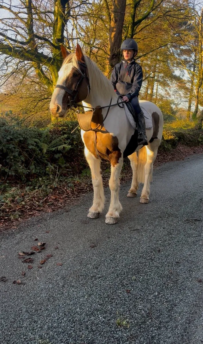 🍀Daisy 15.2 10yr old cob mare🍀 - Image 4