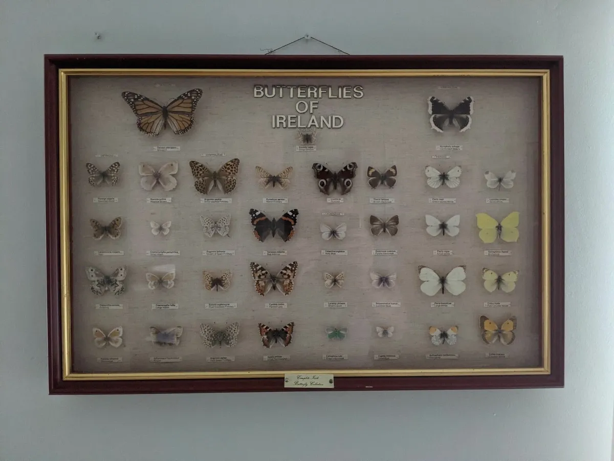 Irish Butterfly Collection - Image 1