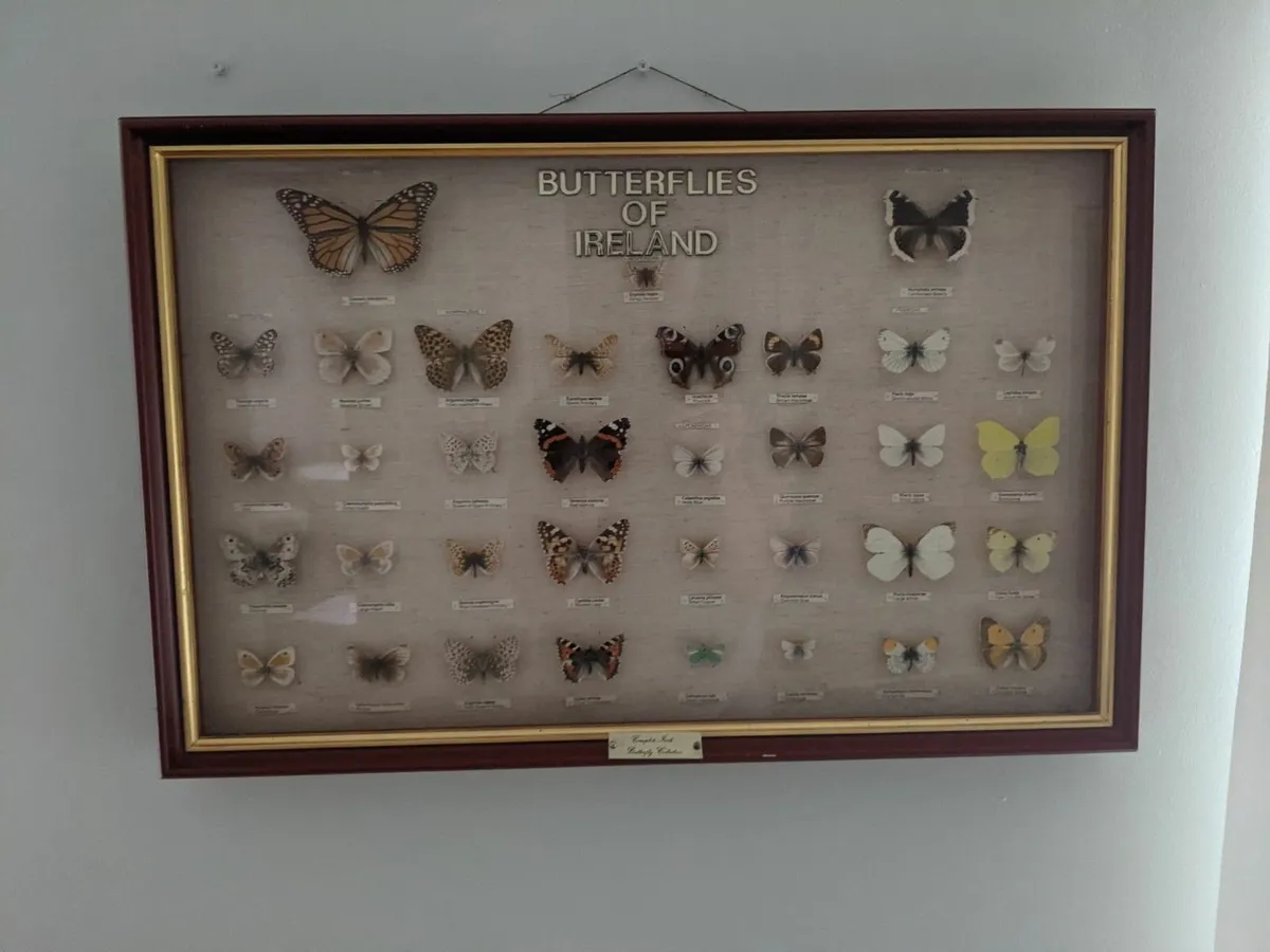 Irish Butterfly Collection - Image 3