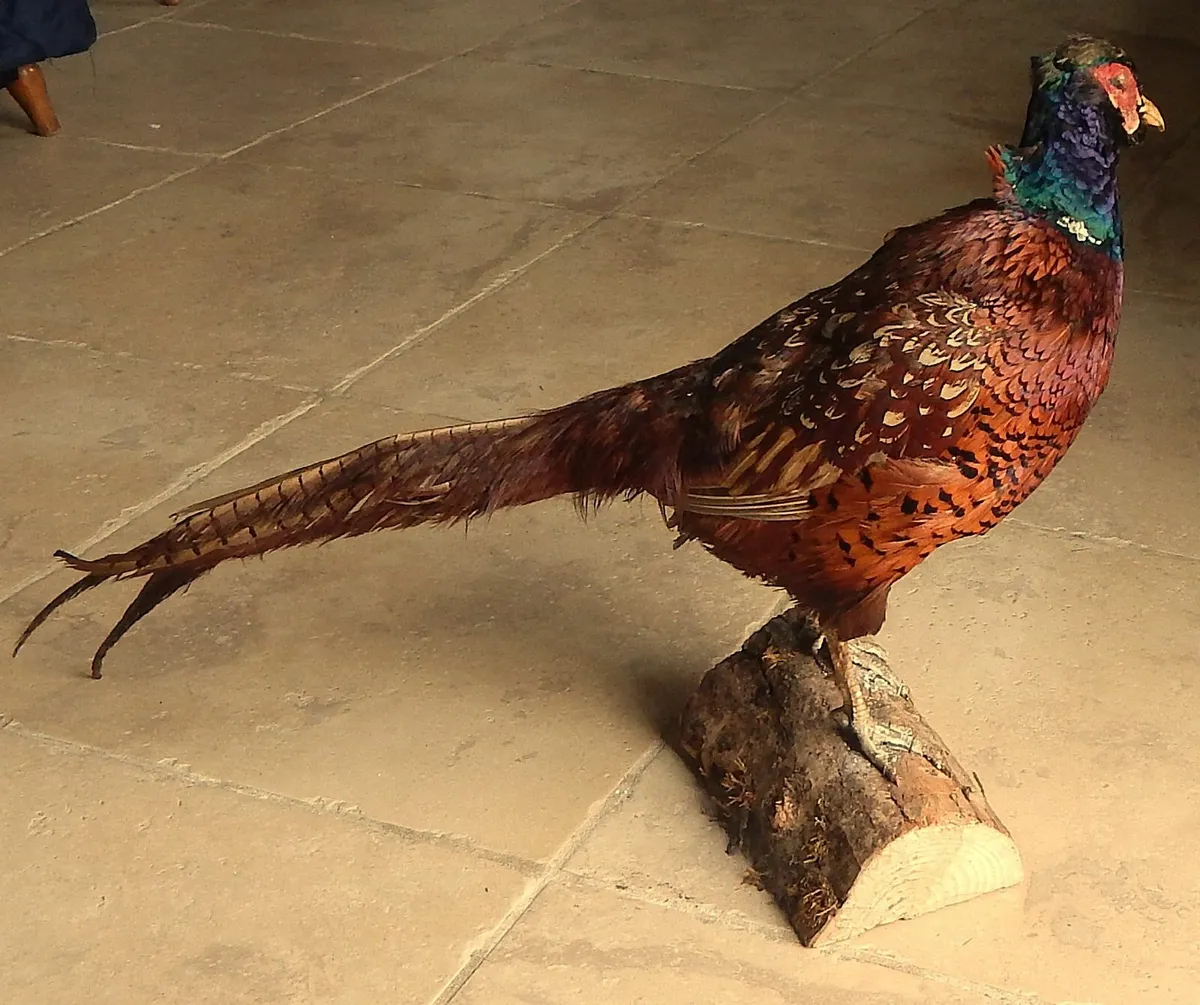 Vintage Taxidermy of Pheasant - Image 3