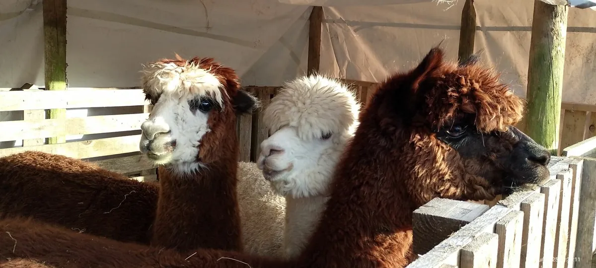 Alpaca female trio - Image 1