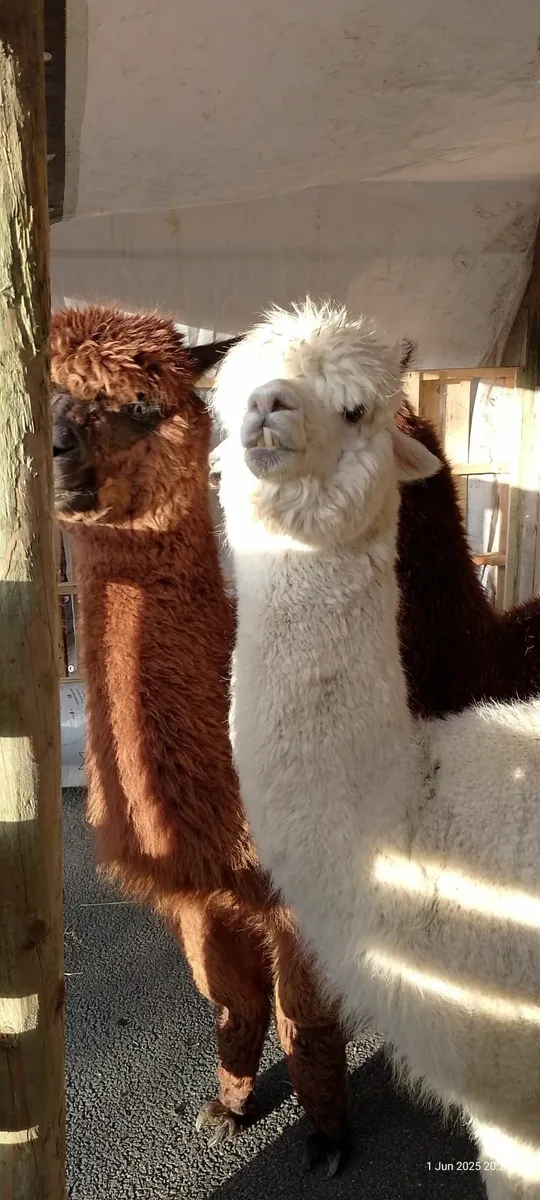 Alpaca female trio - Image 2