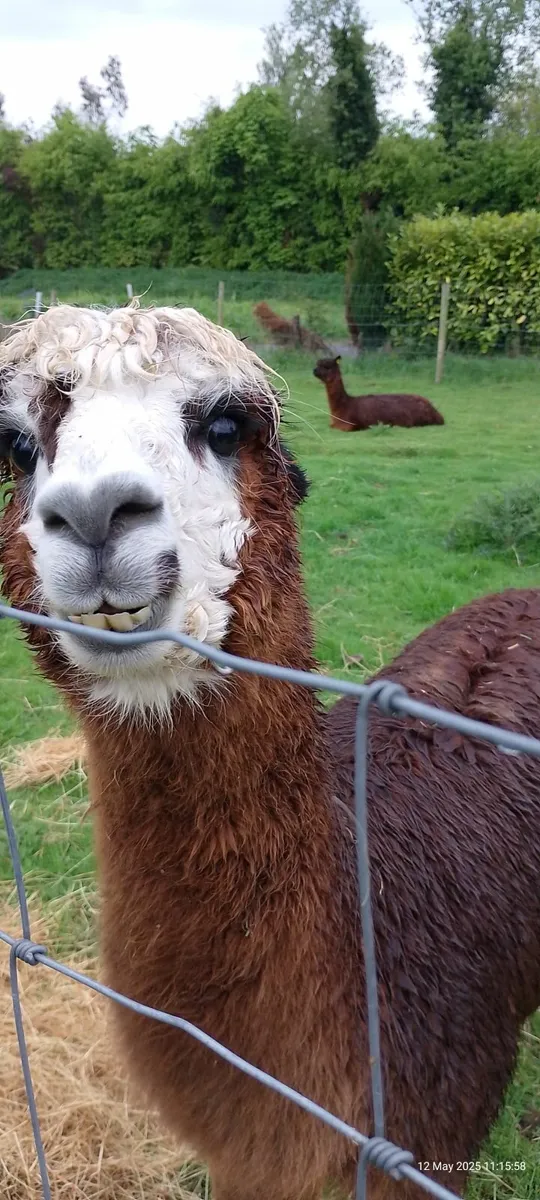 Alpaca female trio - Image 3