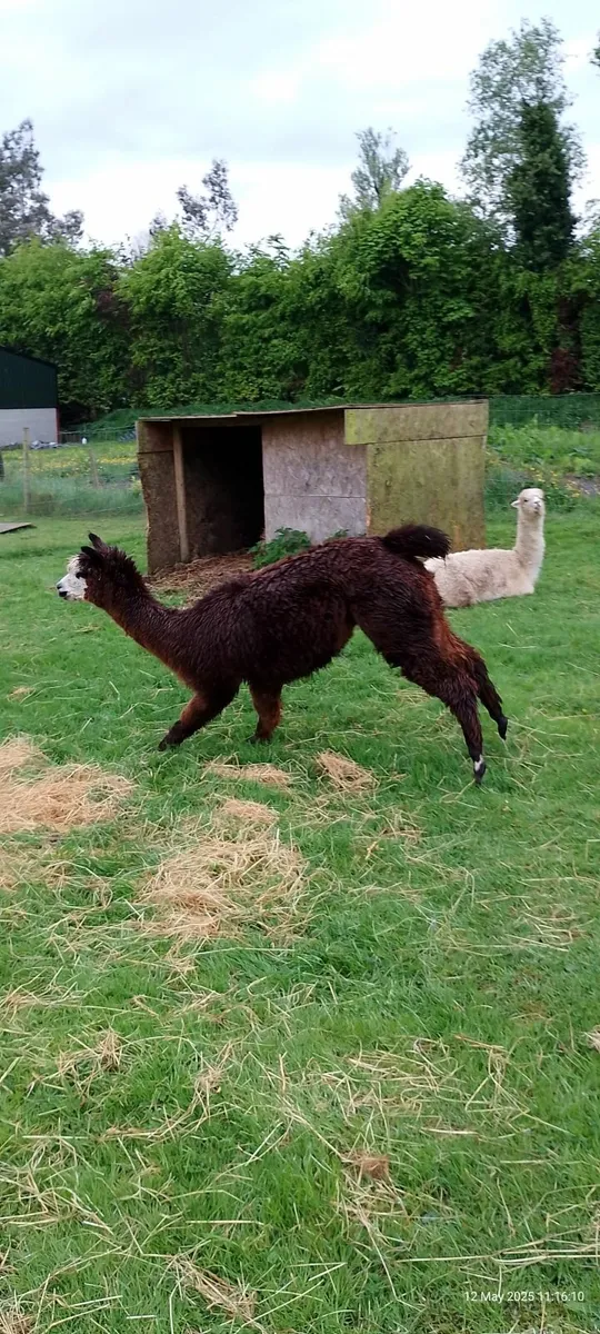 Alpaca female trio - Image 4