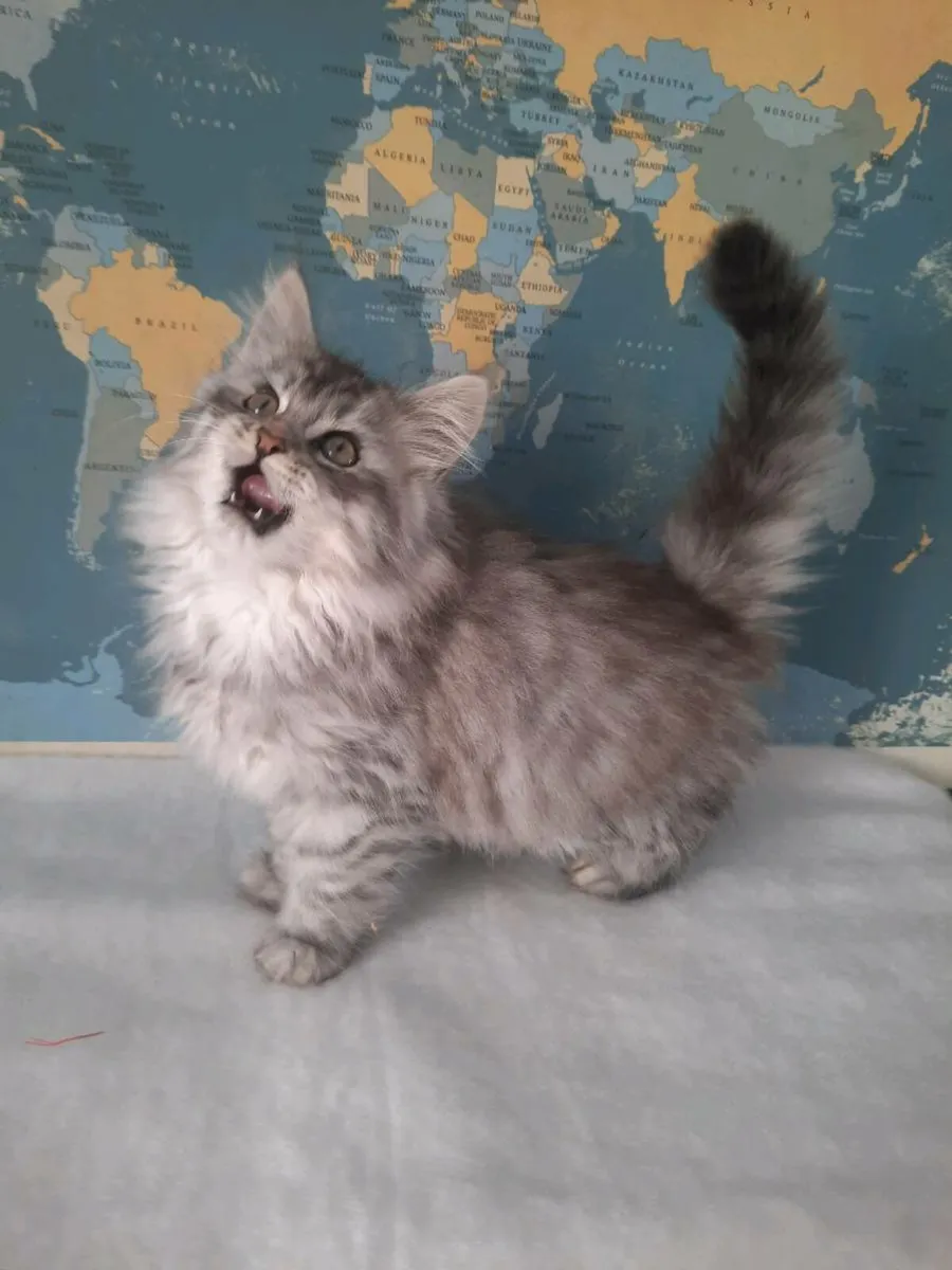Maine coon× ragdoll - Image 1