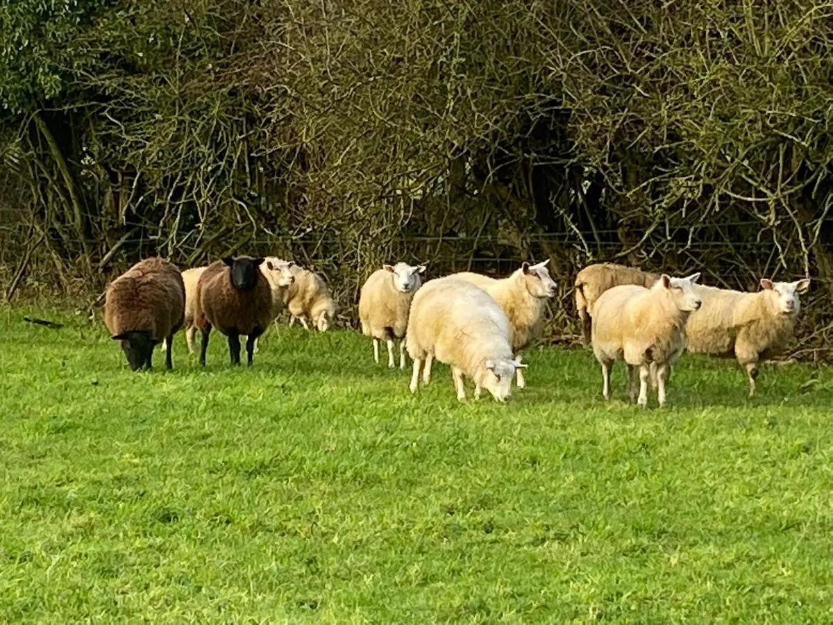 Store lambs - Image 1