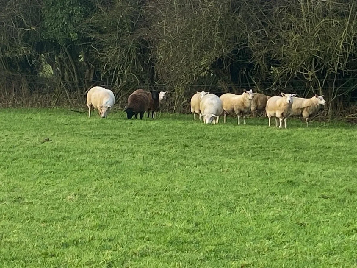 Store lambs - Image 2