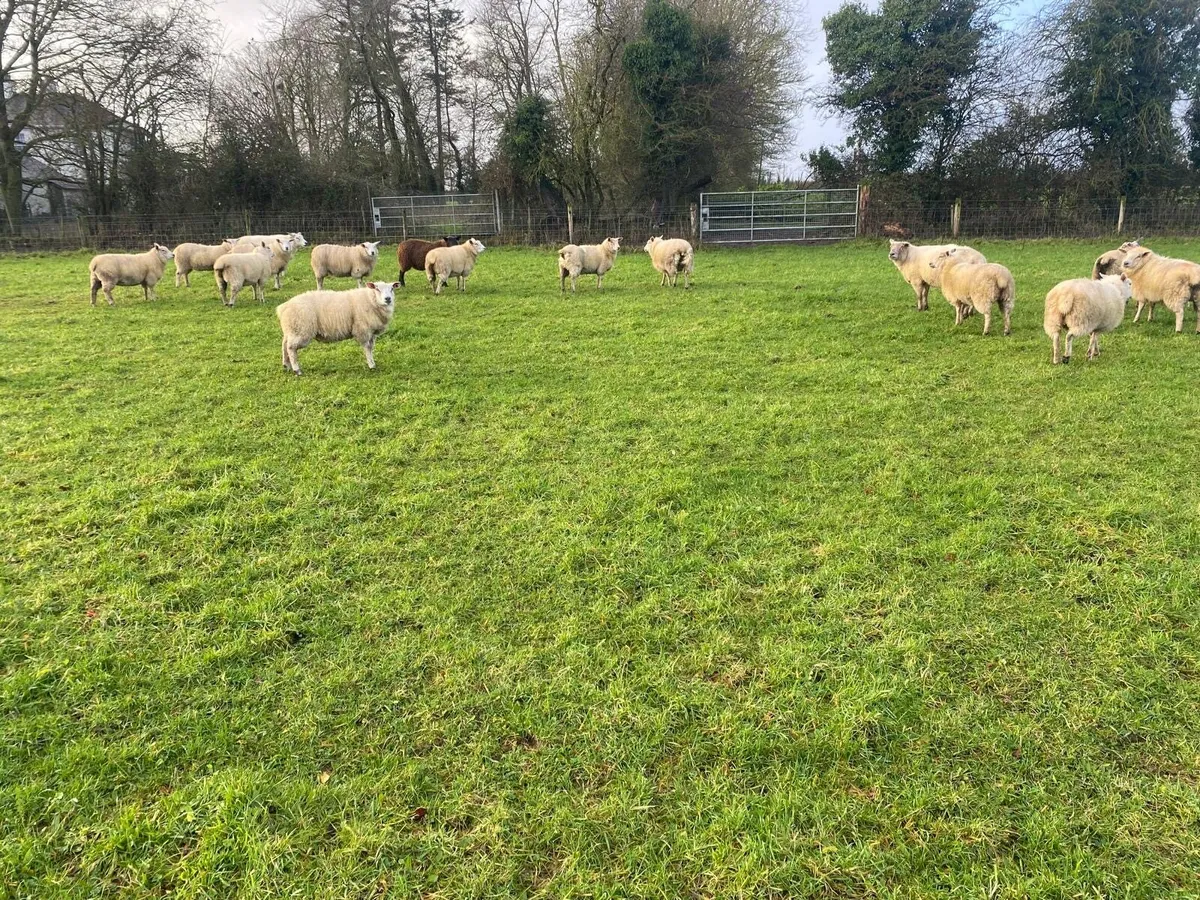 Store lambs - Image 3