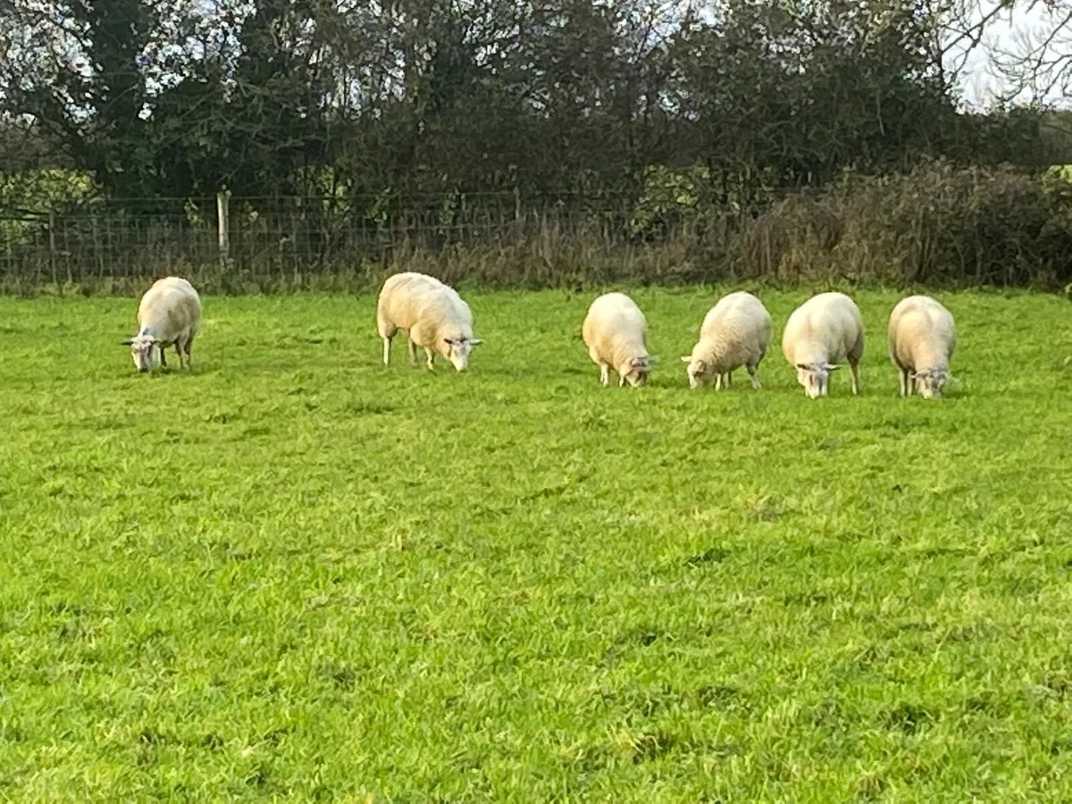 Store lambs - Image 4