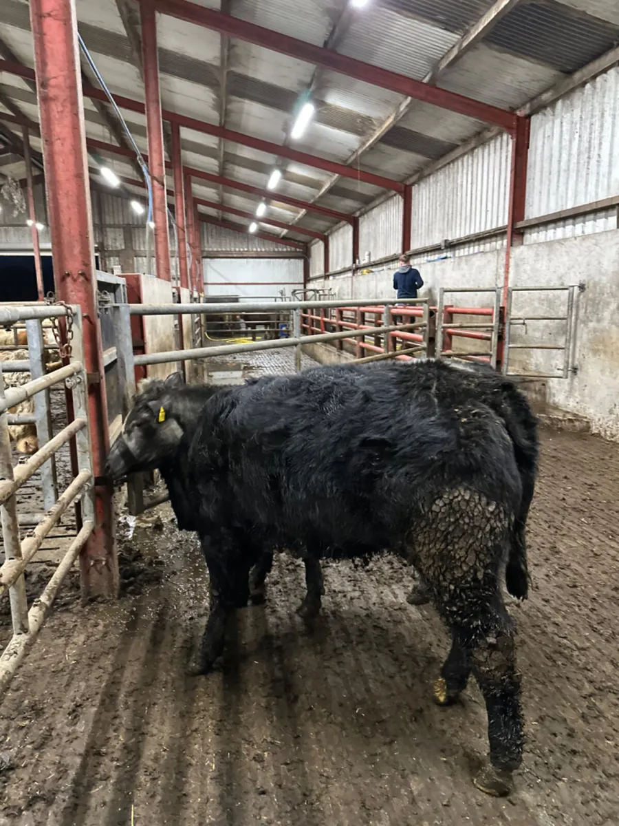 Lim blue grey heifers - Image 4