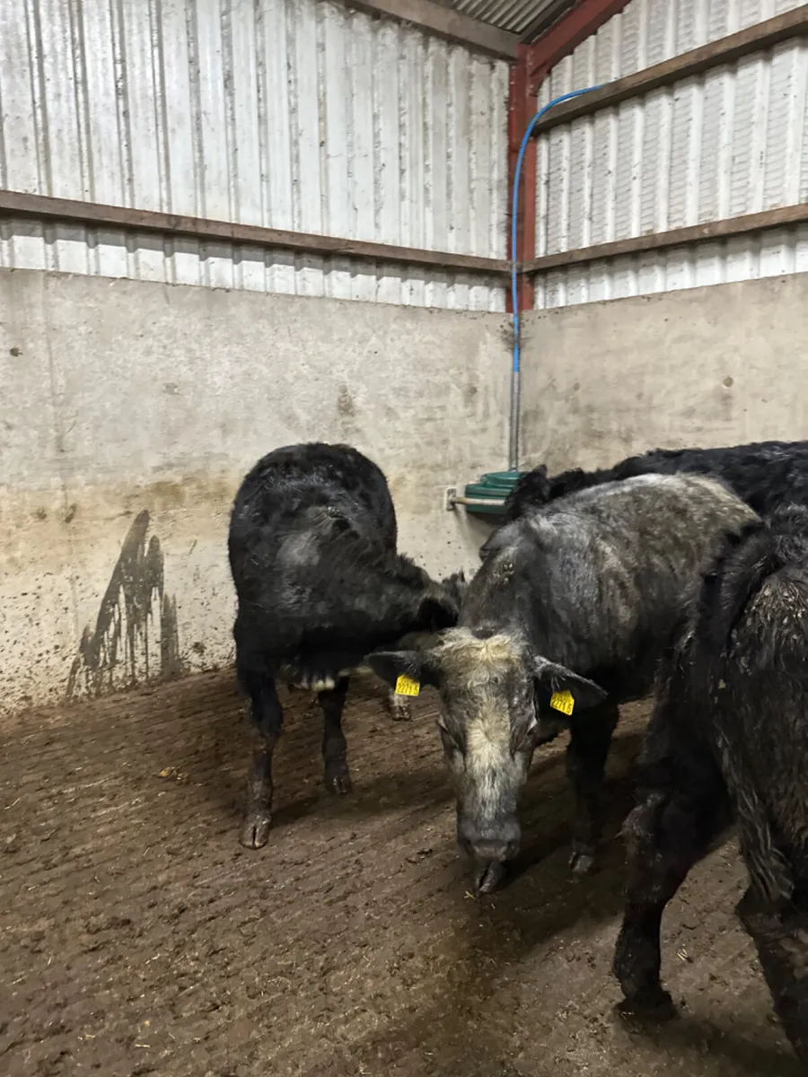 Lim blue grey heifers - Image 3