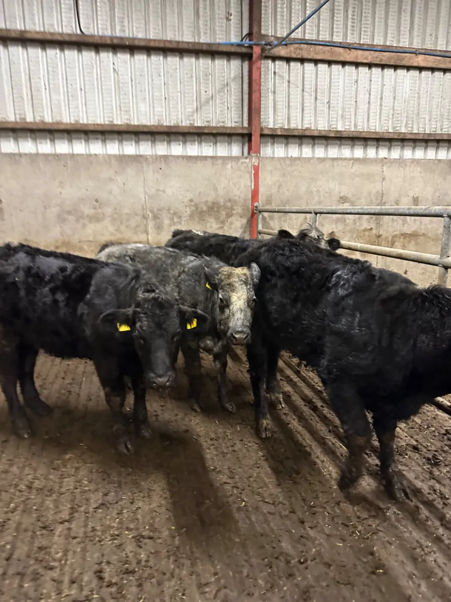 Lim blue grey heifers - Image 1