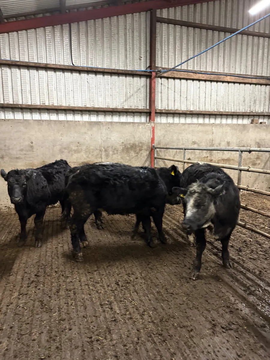 Lim blue grey heifers - Image 2