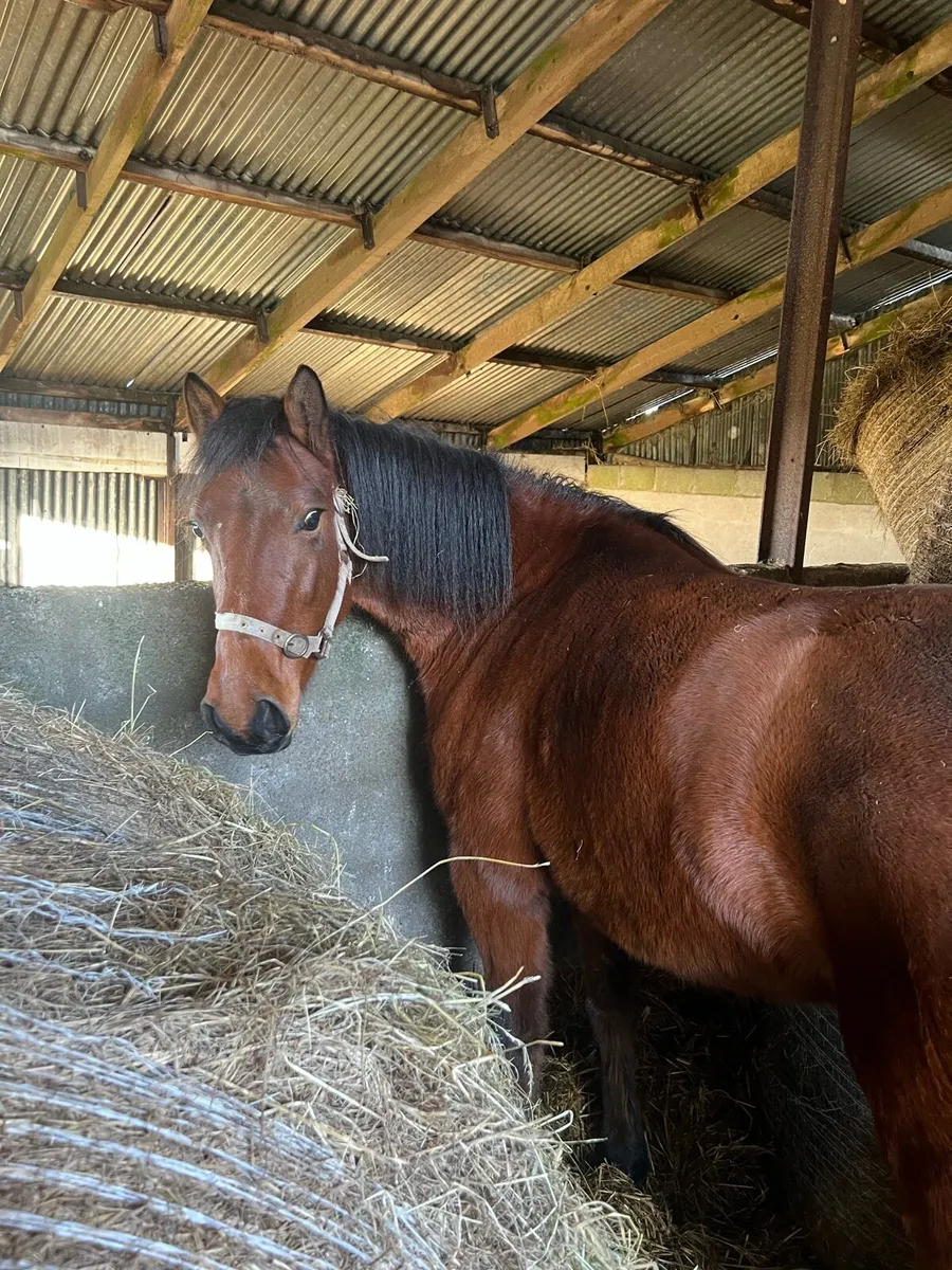 Connemara Filly 4 Yr old - Image 1