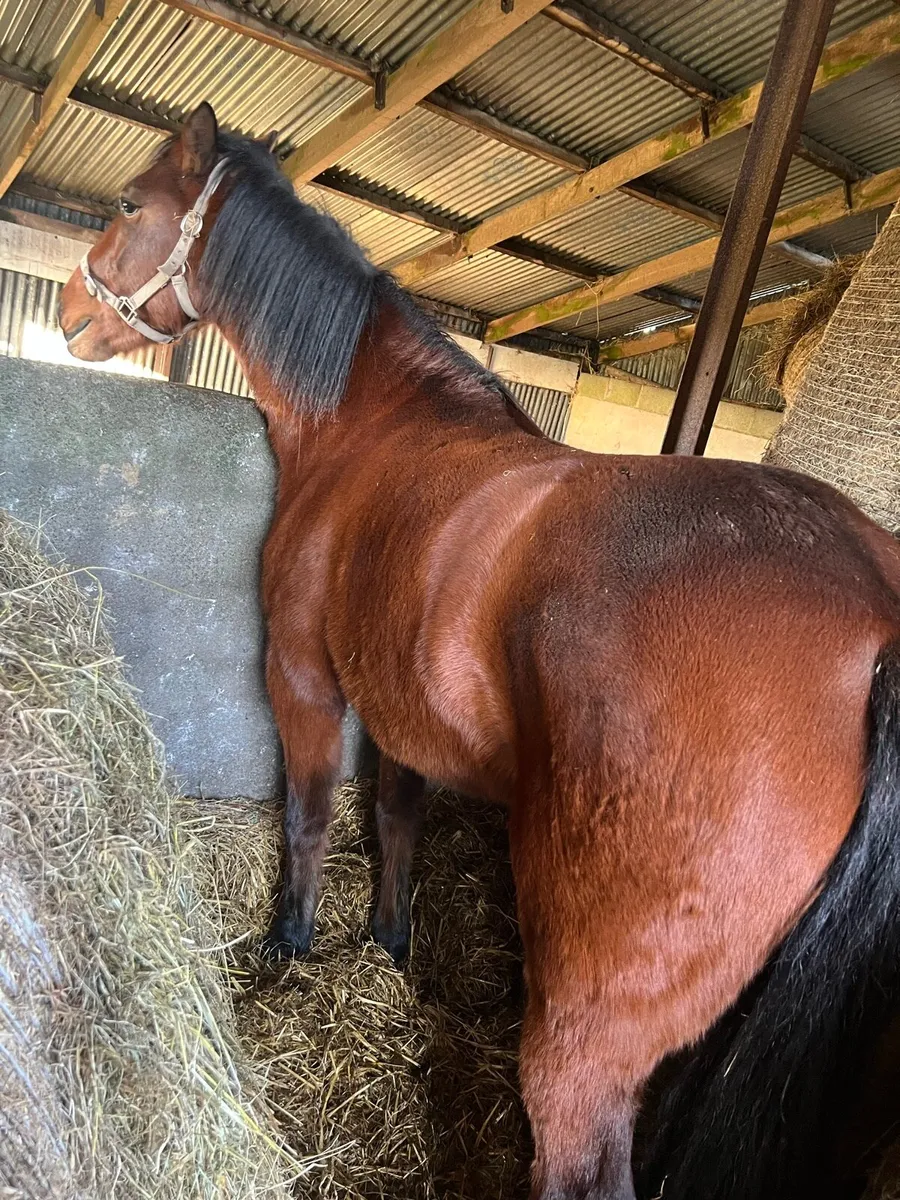 Connemara Filly 4 Yr old - Image 2