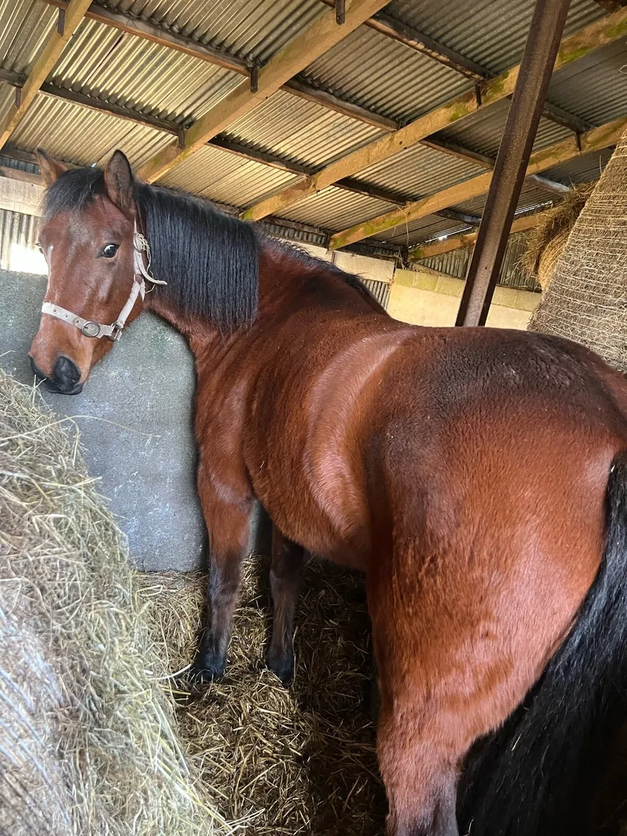 Connemara Filly 4 Yr old - Image 3
