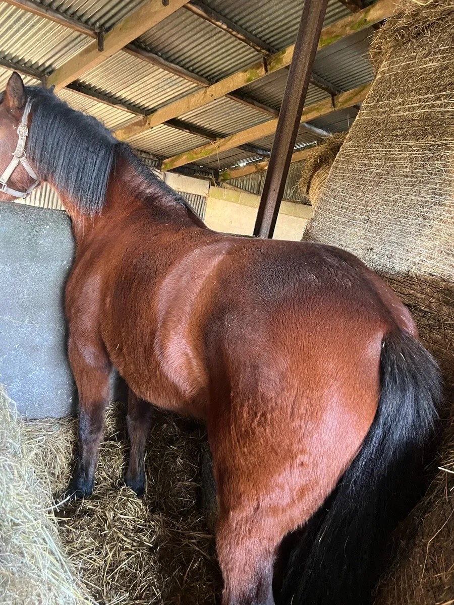 Connemara Filly 4 Yr old - Image 4