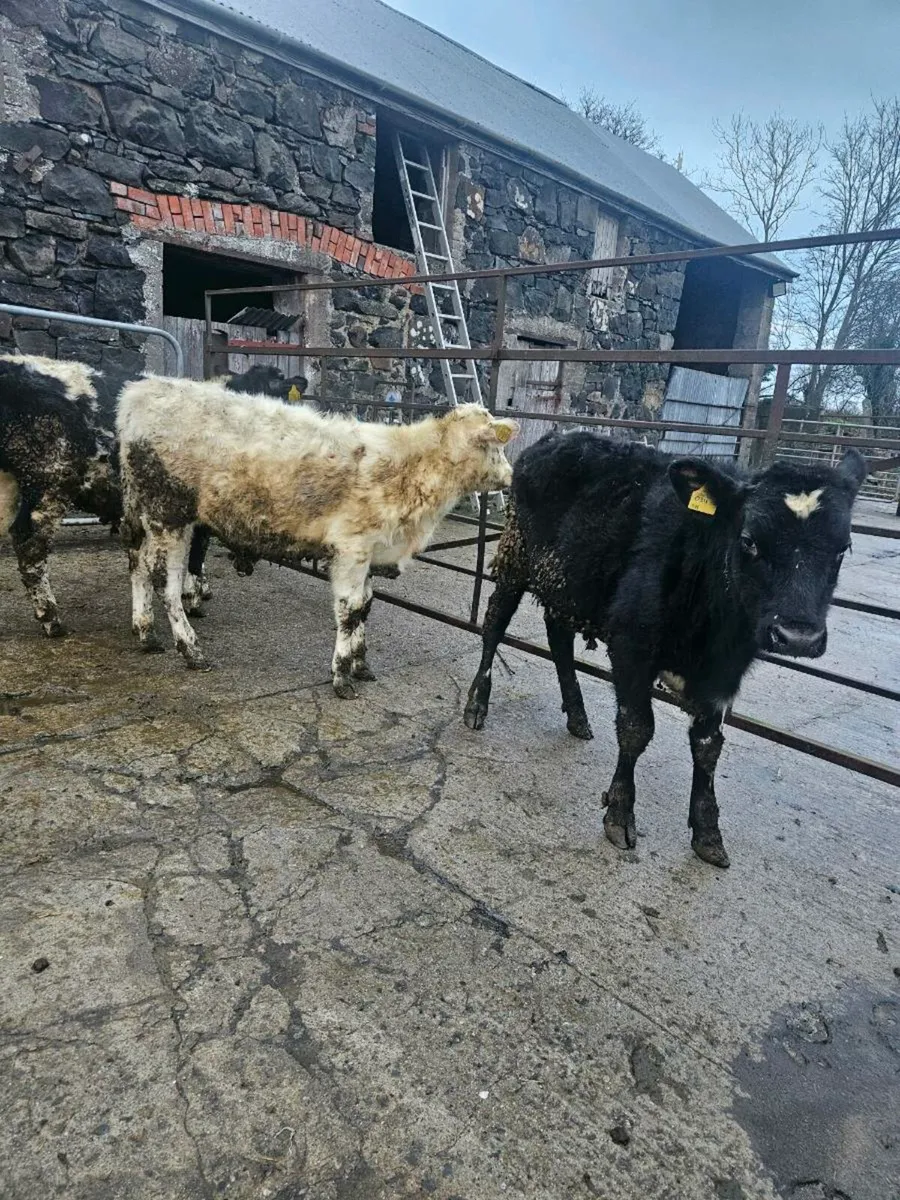 Bull calves - Image 1