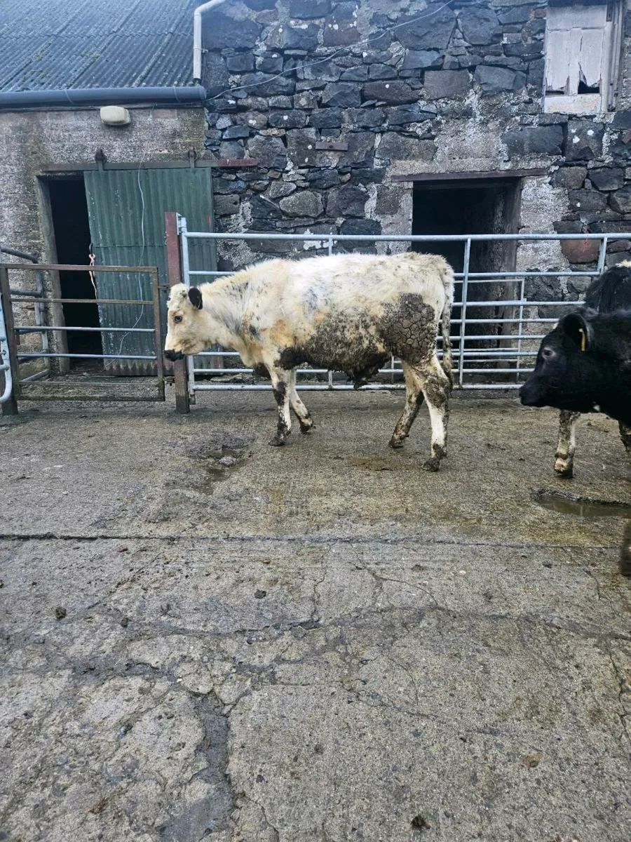 Bull calves - Image 2