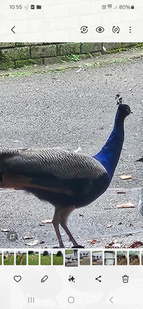 Peacock - Image 2