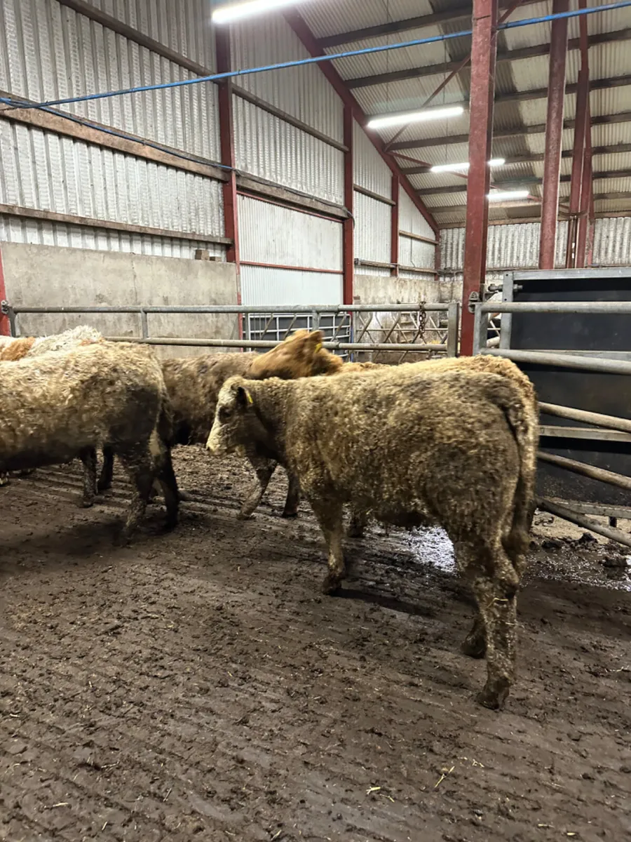 Charolais heifers - Image 1