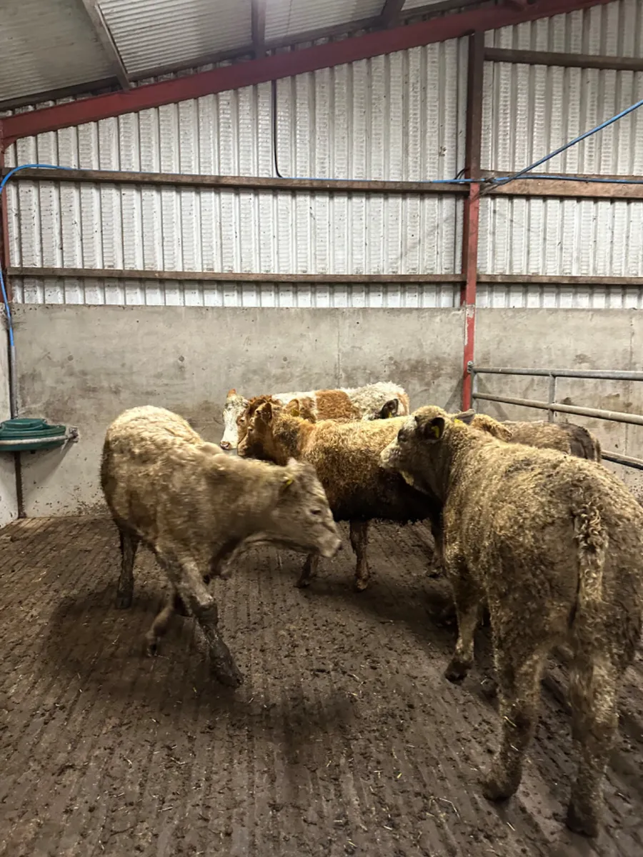 Charolais heifers - Image 4