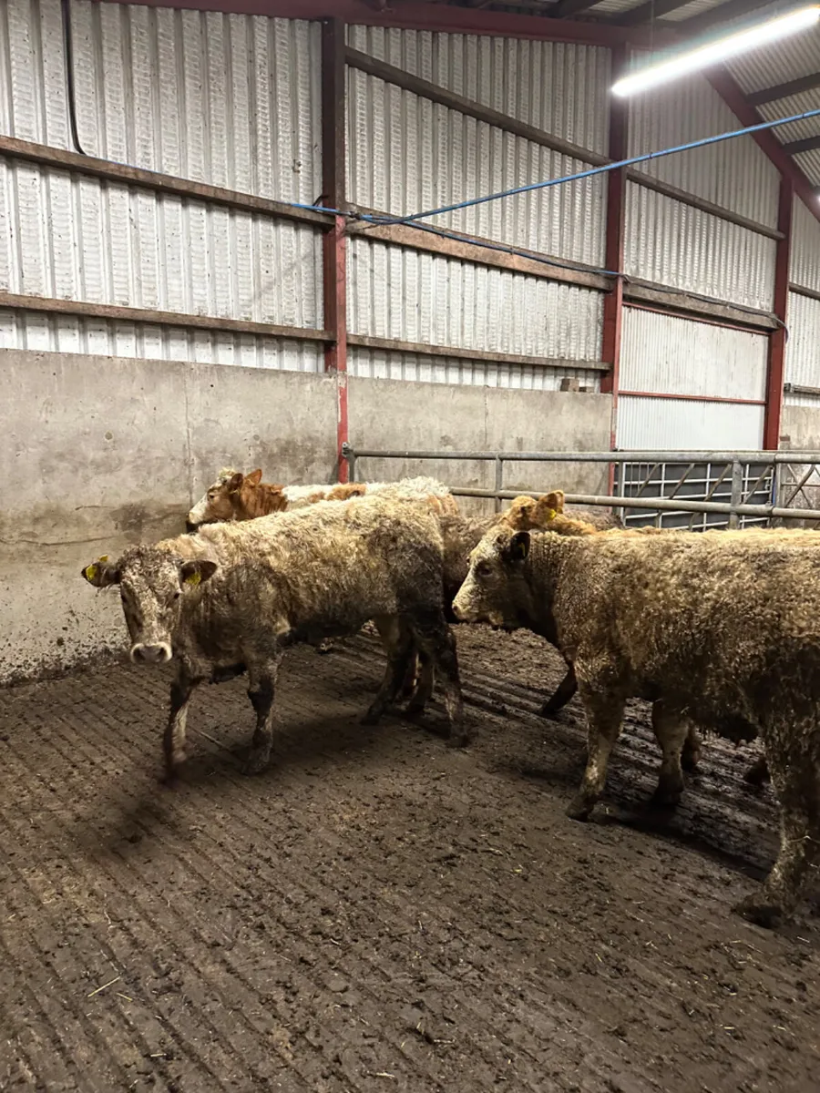 Charolais heifers - Image 2