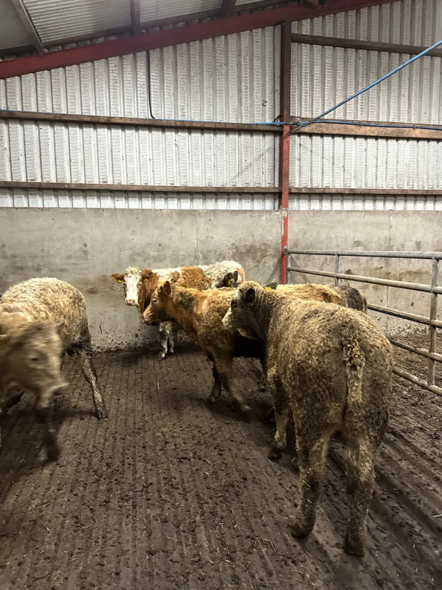 Charolais heifers - Image 3