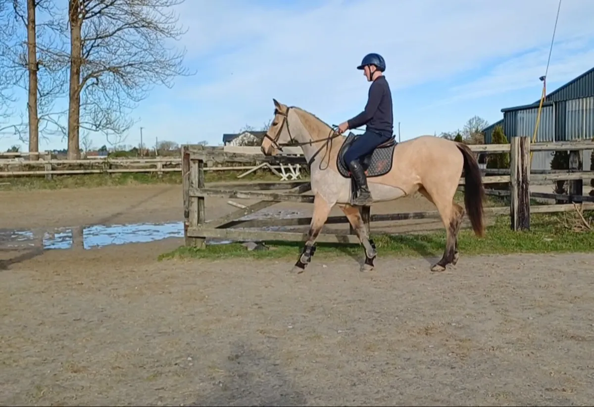 Dun Connemara/TB cross mare. 15 hands - Image 1