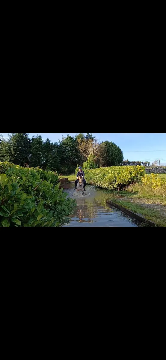 Dun Connemara/TB cross mare. 15 hands - Image 2