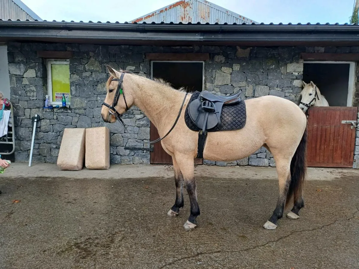 Dun Connemara/TB cross mare. 15 hands - Image 3