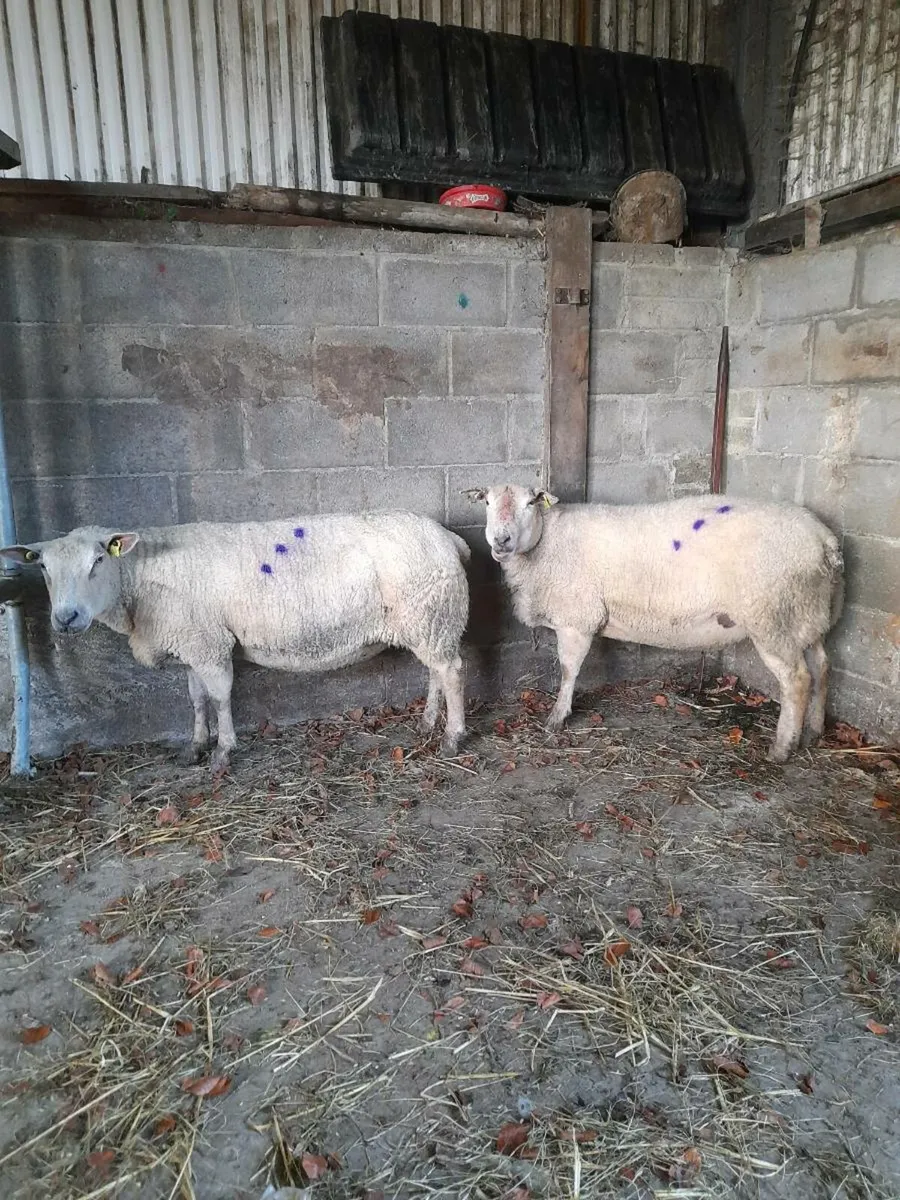 Pedigree inlamb - Image 1