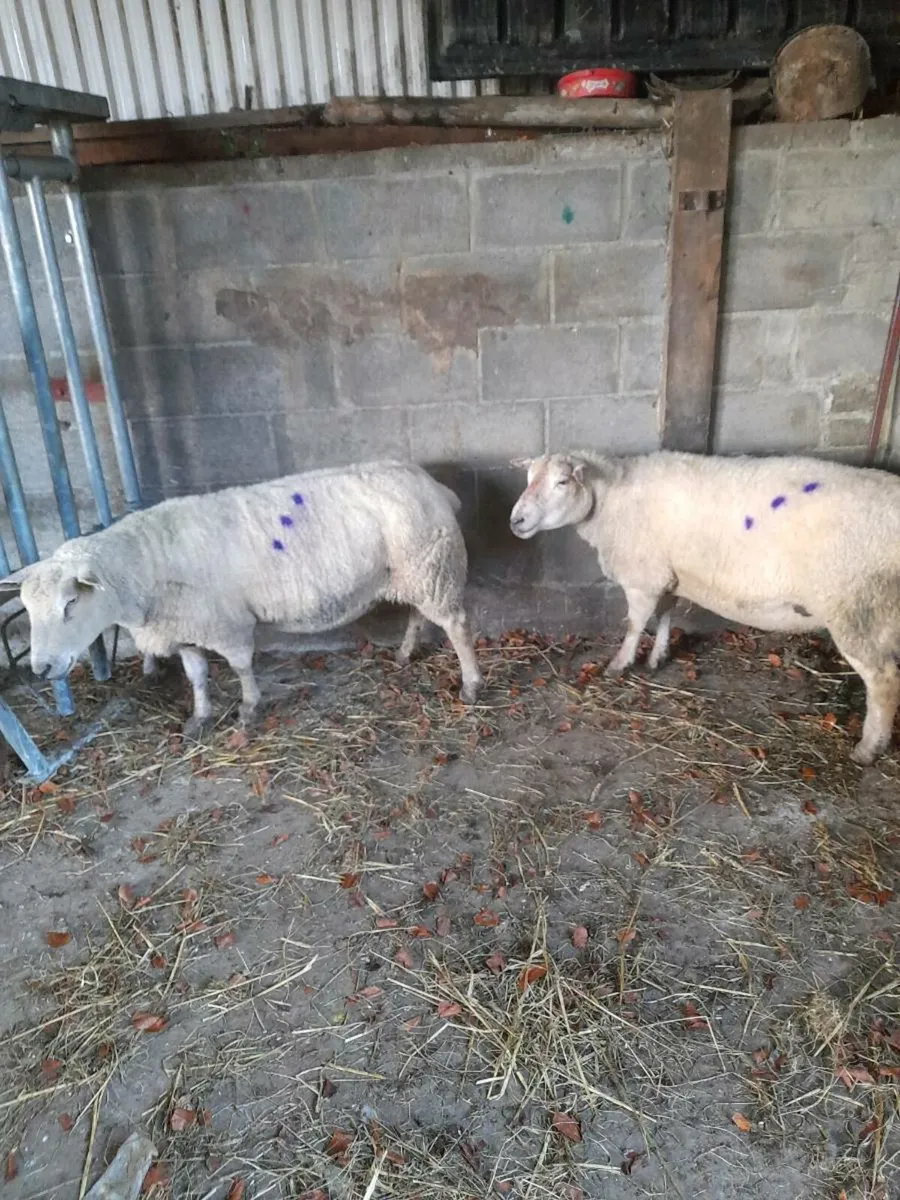 Pedigree inlamb - Image 2