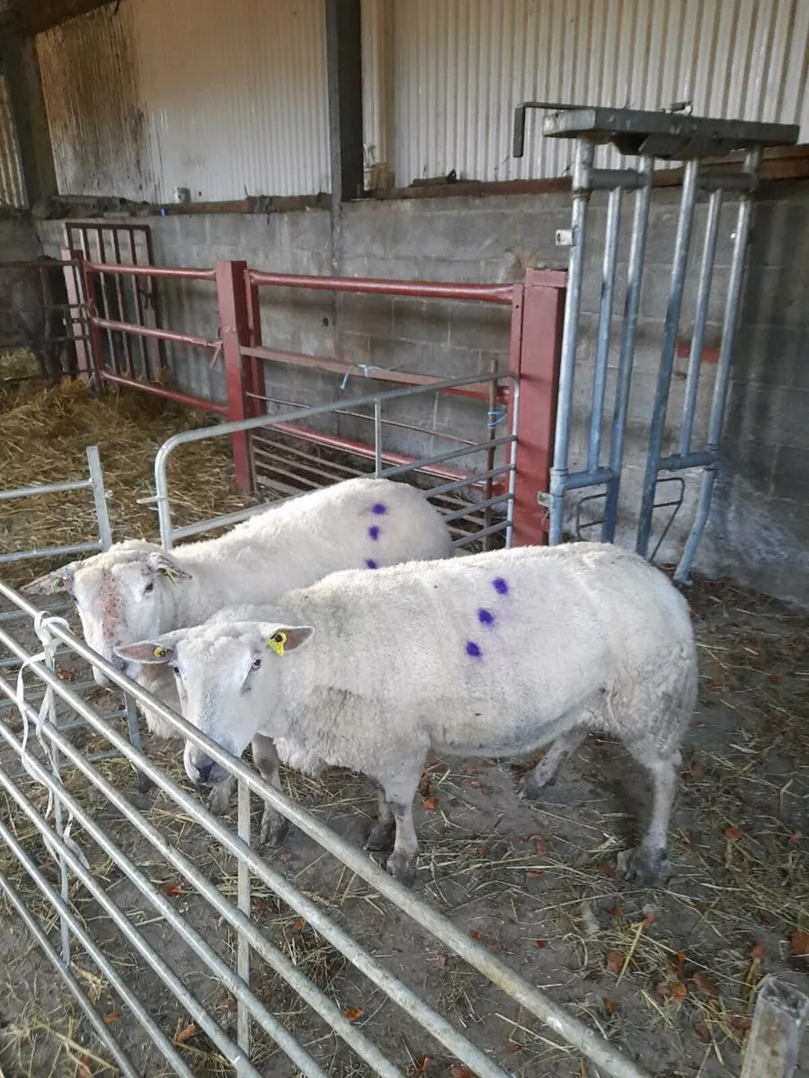 Pedigree inlamb - Image 3