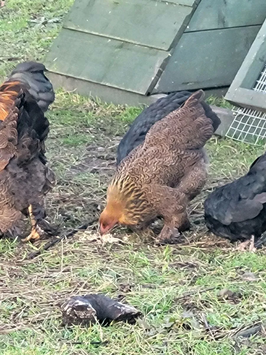 Bantam Bramhas for sale - Image 1