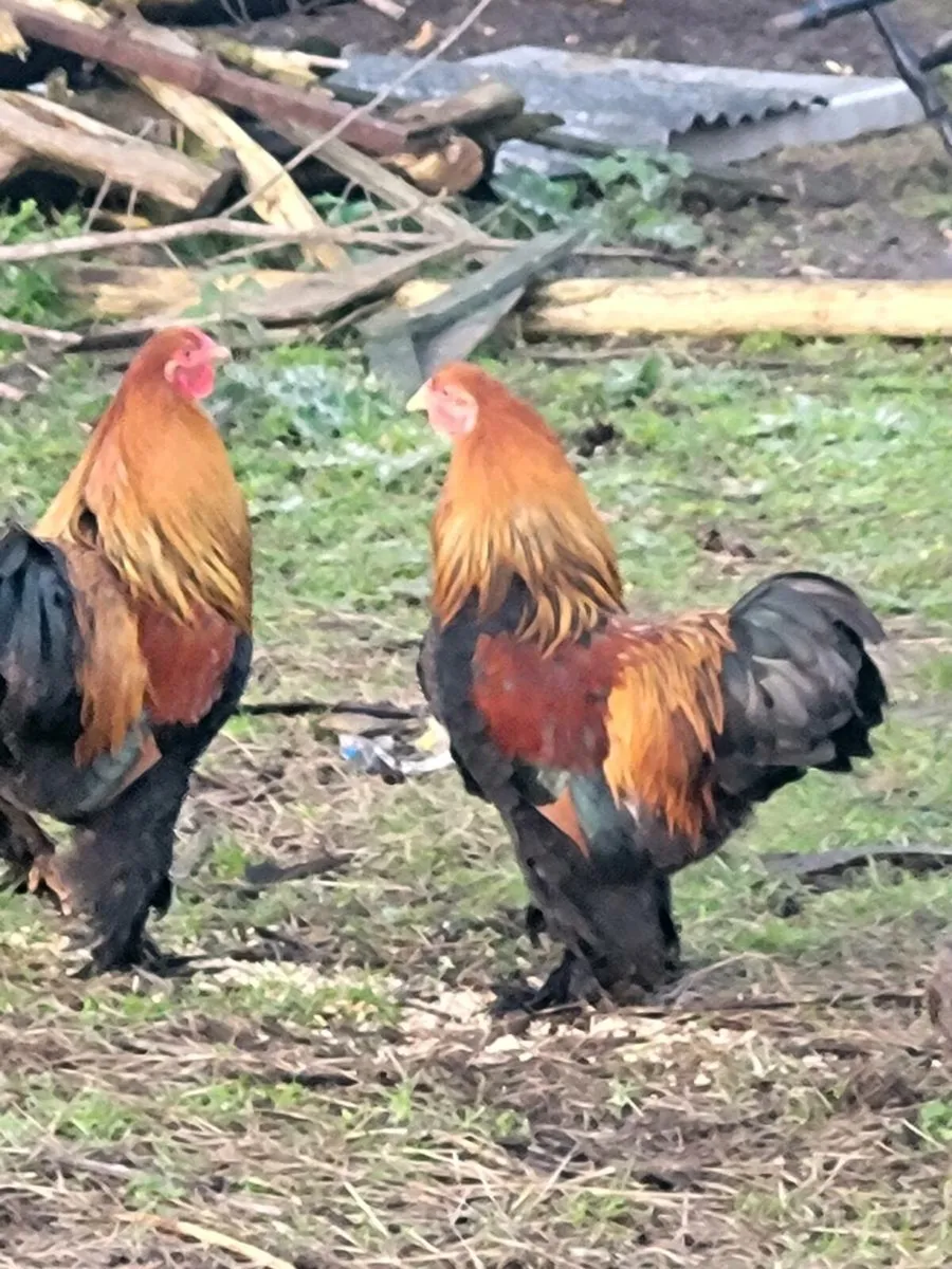 Bantam Bramhas for sale - Image 2