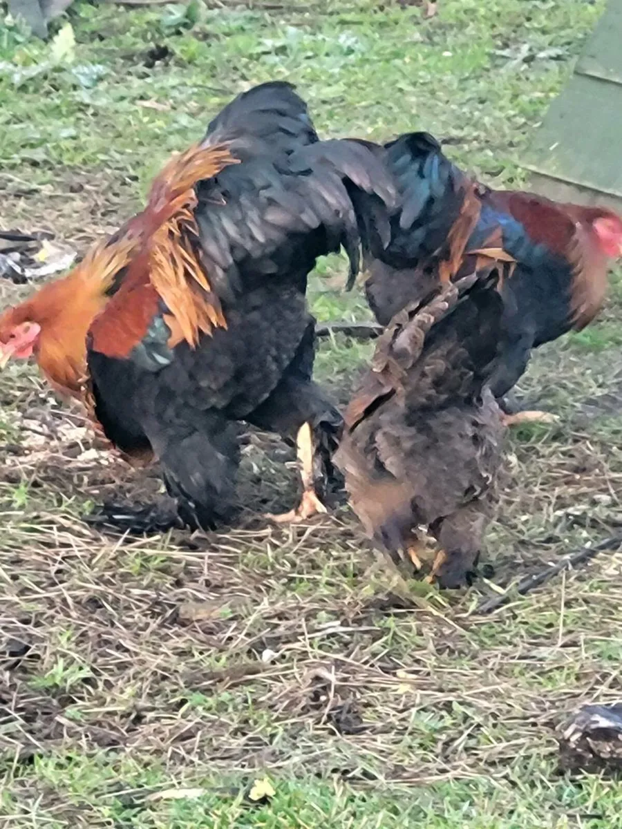 Bantam Bramhas for sale - Image 3