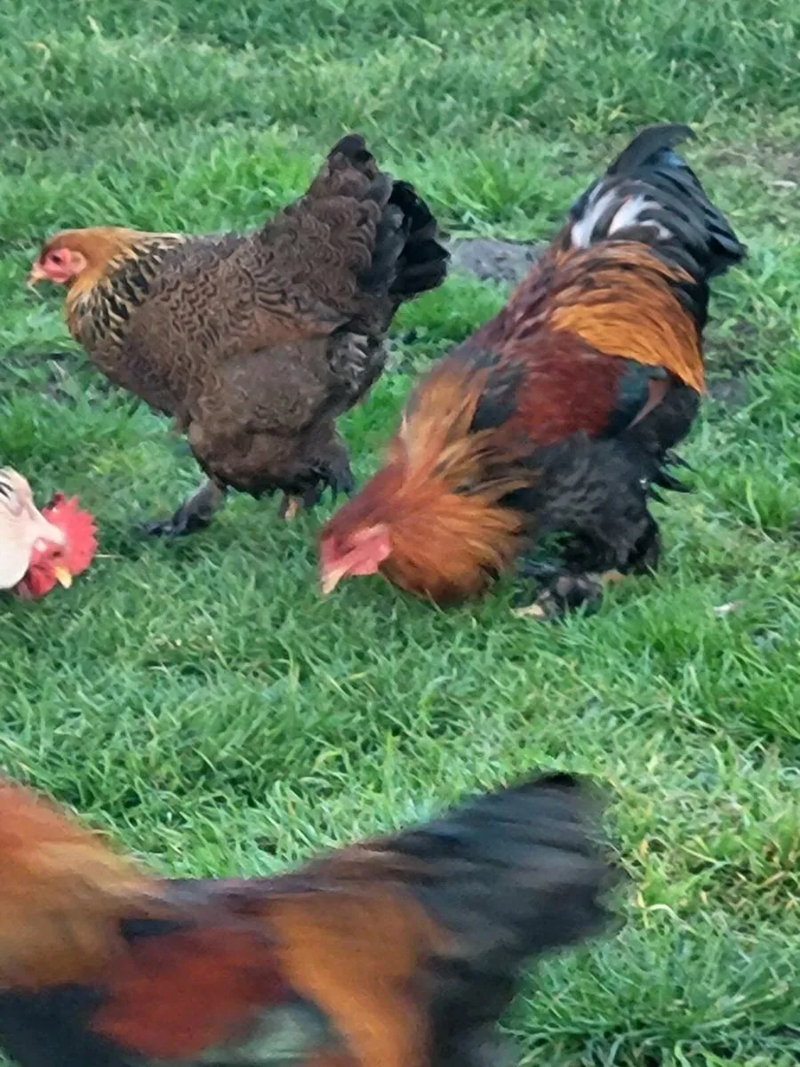 Bantam Bramhas for sale - Image 4