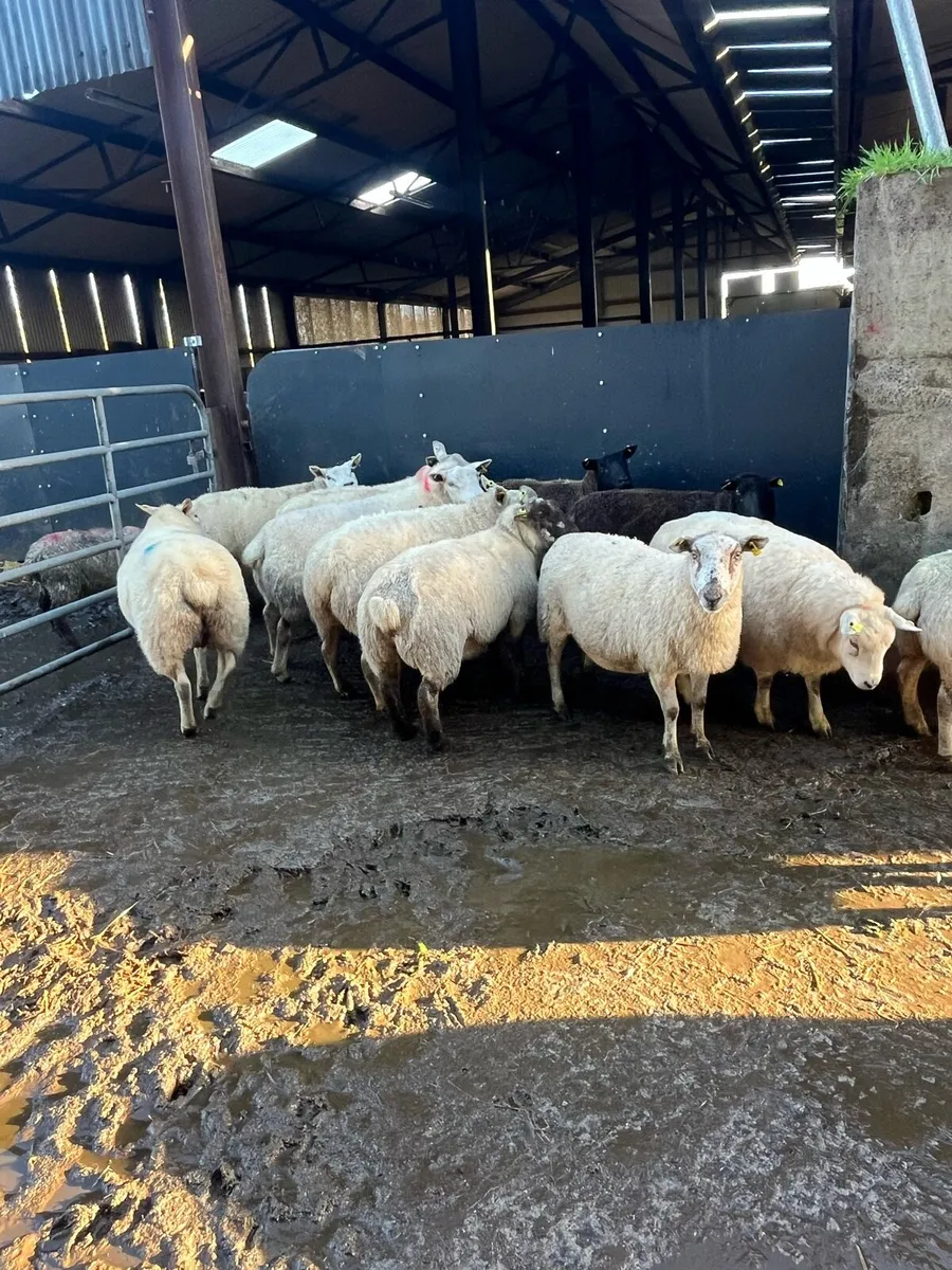 😍sponged January lambers 😍 - Image 1