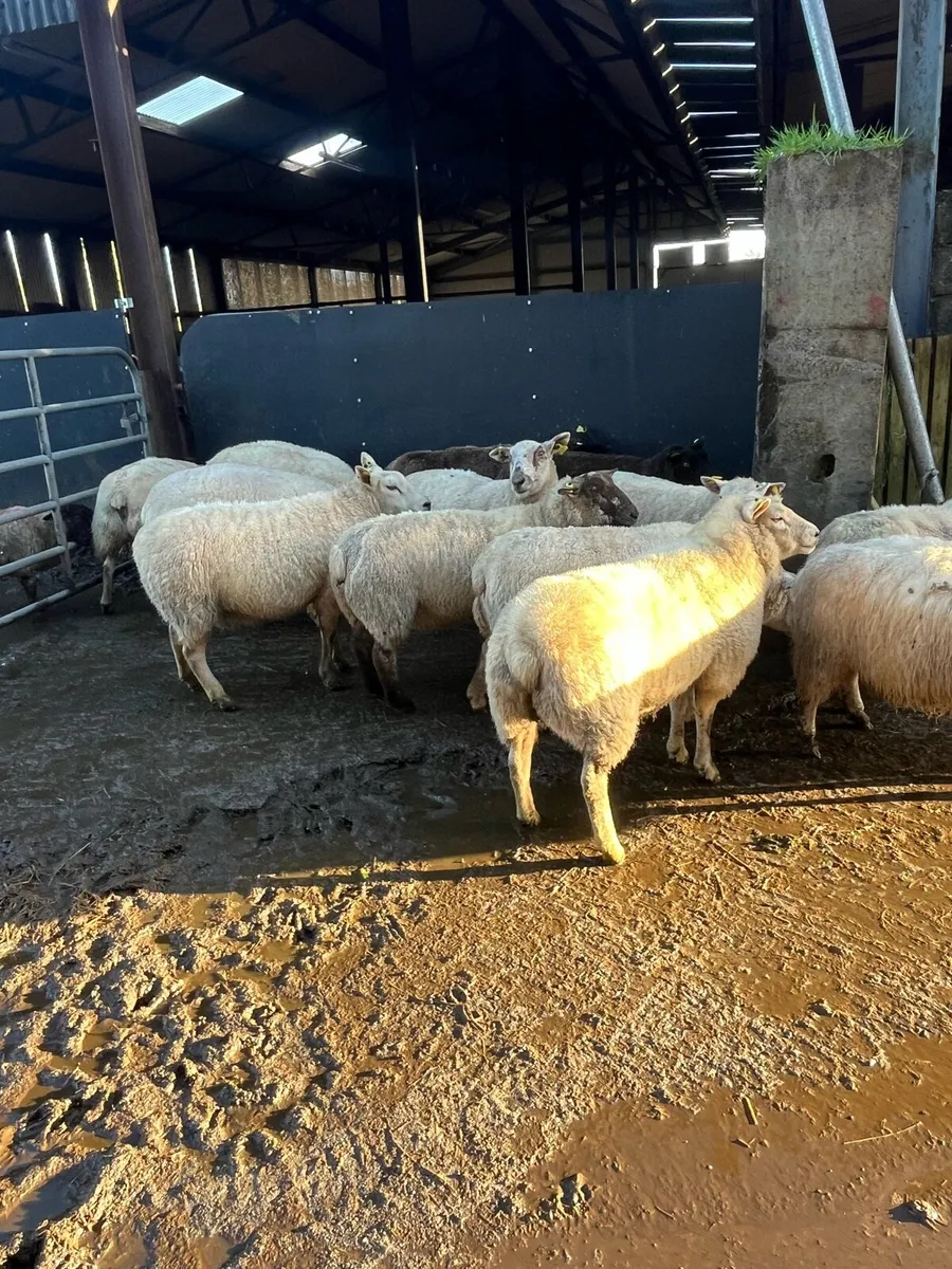 😍sponged January lambers 😍 - Image 2