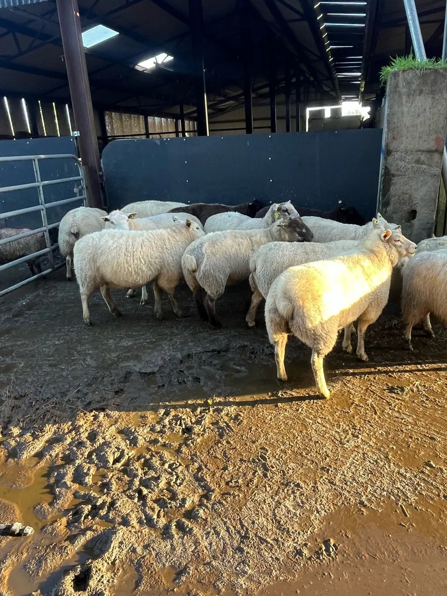 😍sponged January lambers 😍 - Image 3